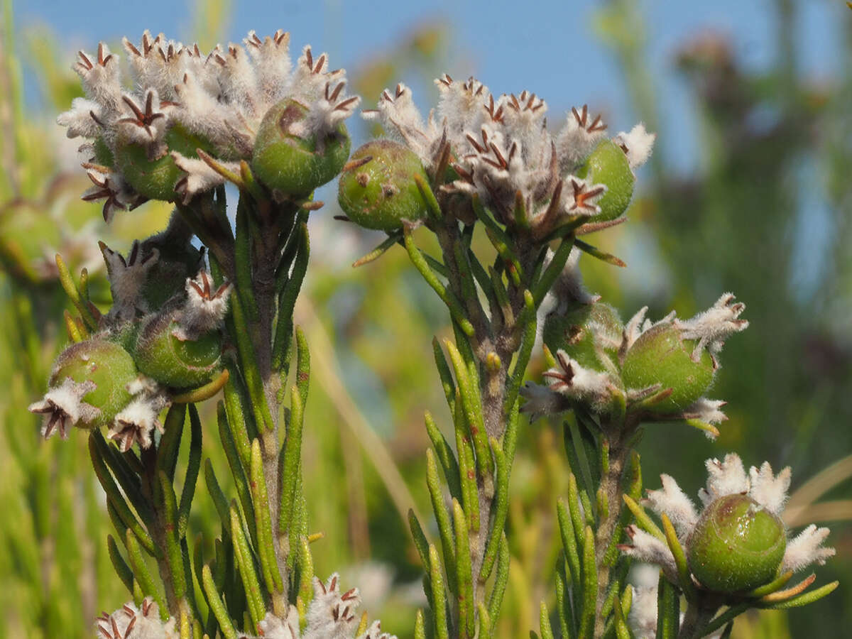 Image of Phylica maximiliani Schltr.