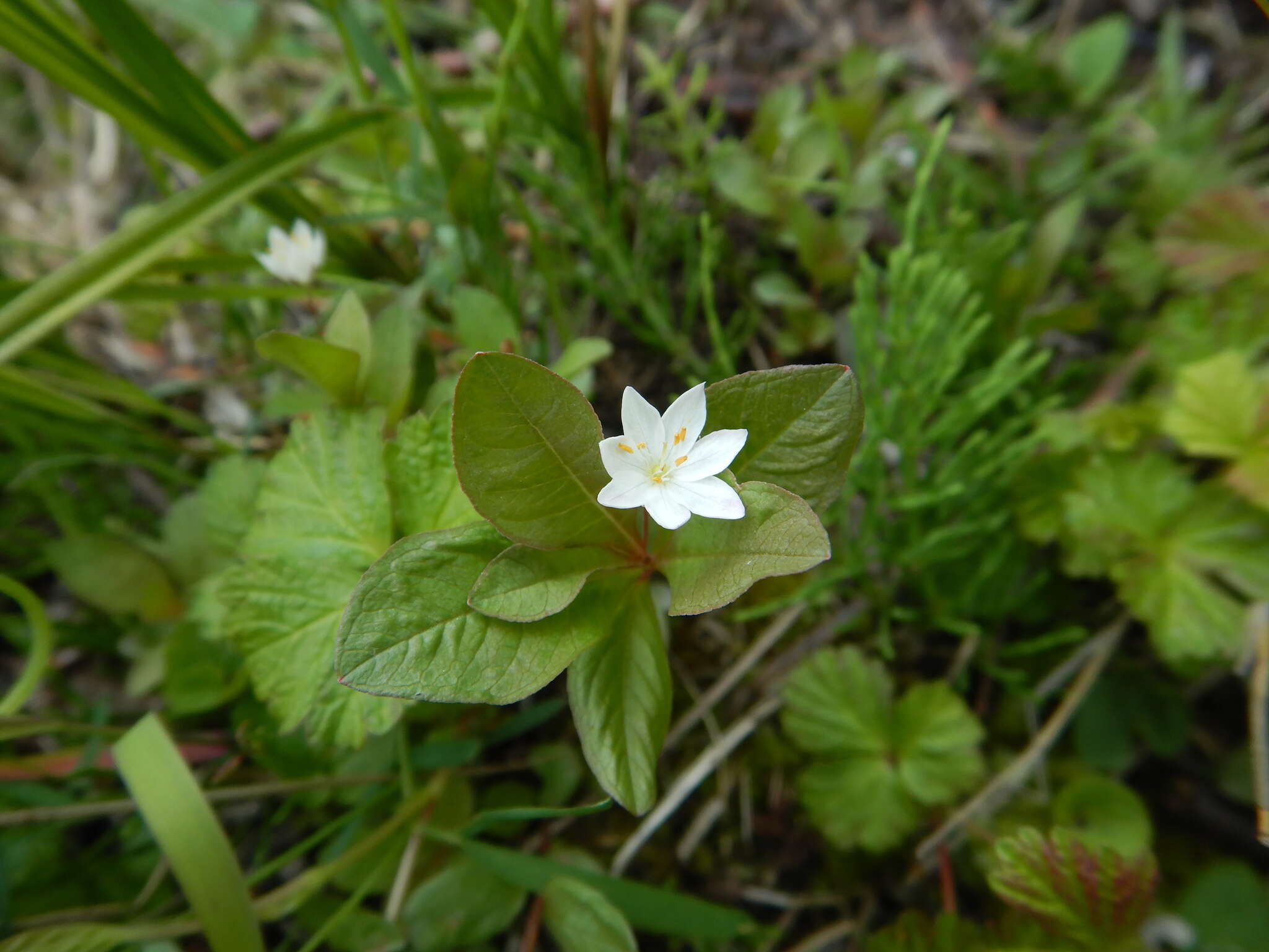 صورة Lysimachia europaea var. arctica (Fisch. ex Hook.)