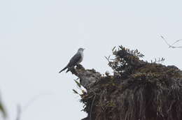 Image of Himalayan Cuckoo