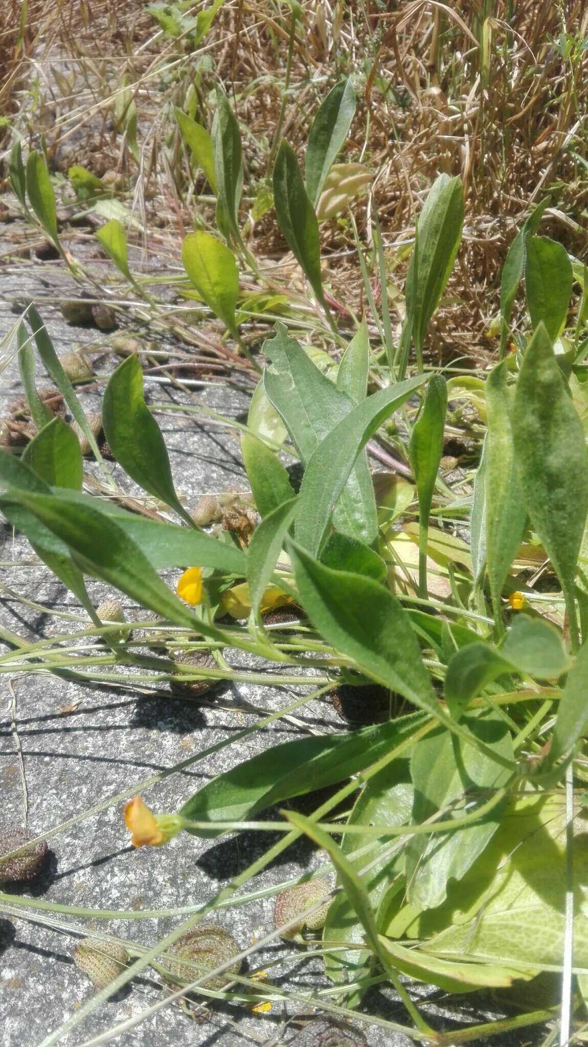 Plancia ëd Scorpiurus vermiculatus L.