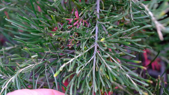 Image of Grevillea pinaster Meissner