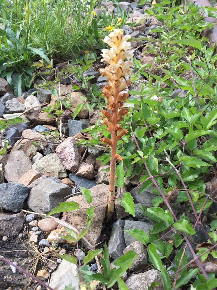 Image of oxtongue broomrape