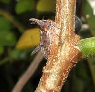 Image of Albizia adianthifolia var. adianthifolia