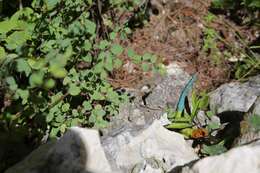 Image of Guatemalan Emerald Spiny Lizard