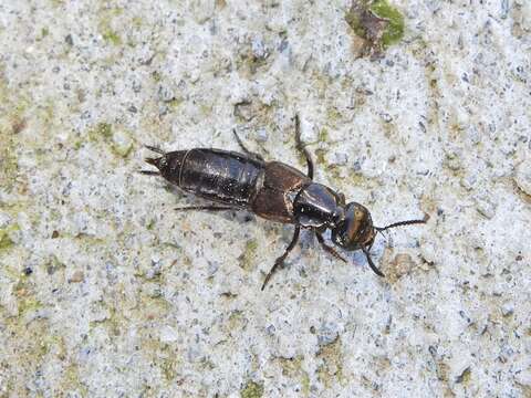 Image of Rove beetle