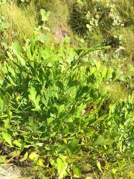 Notobubon galbanum (L.) Magee resmi