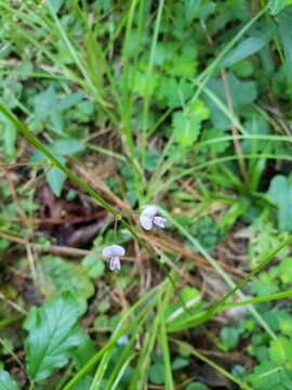 Sivun Desmodium lineatum (Michx.) DC. kuva