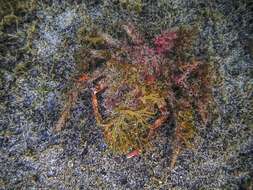 Image of lesser spider crab