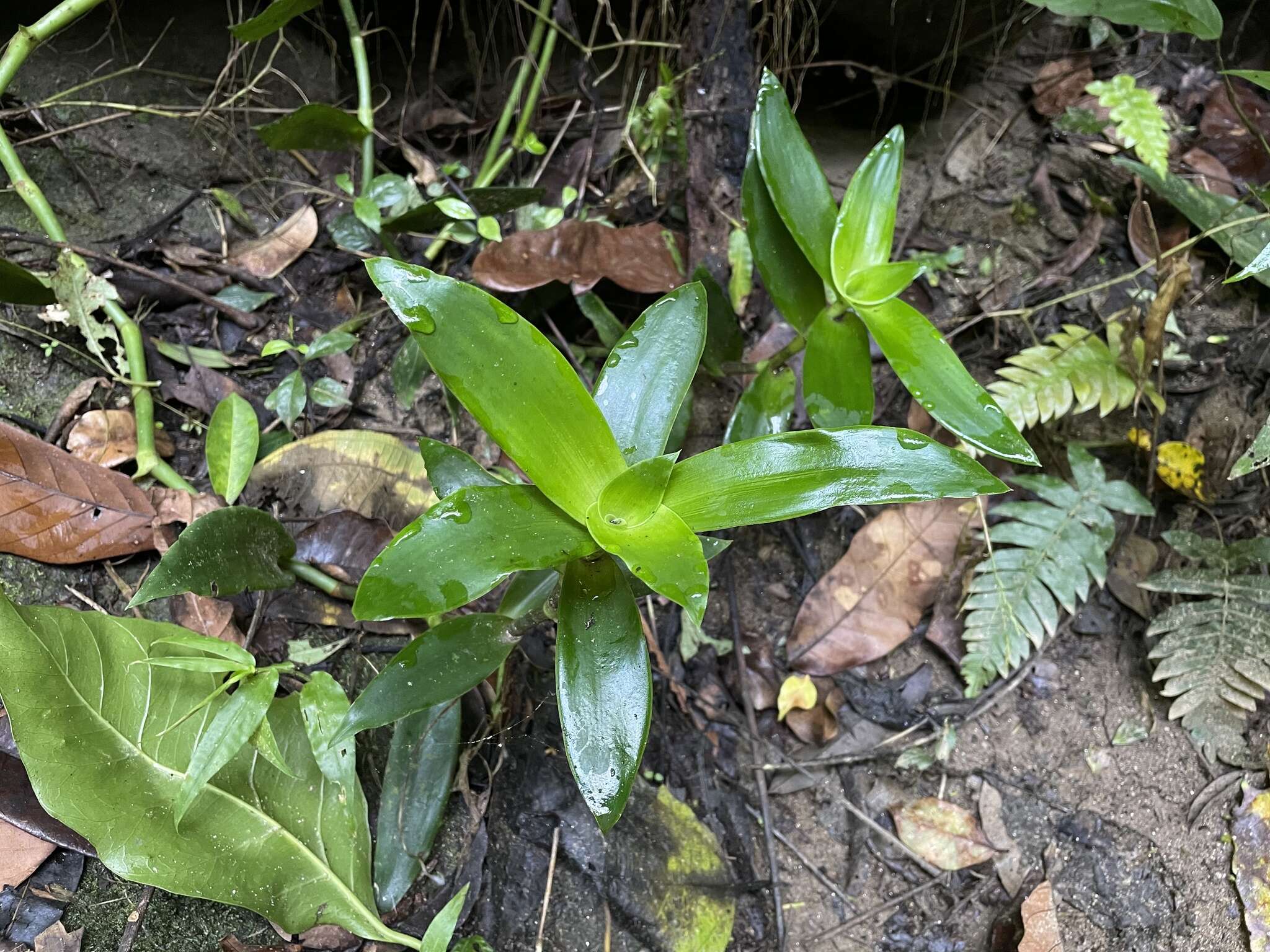 Image of basketplant