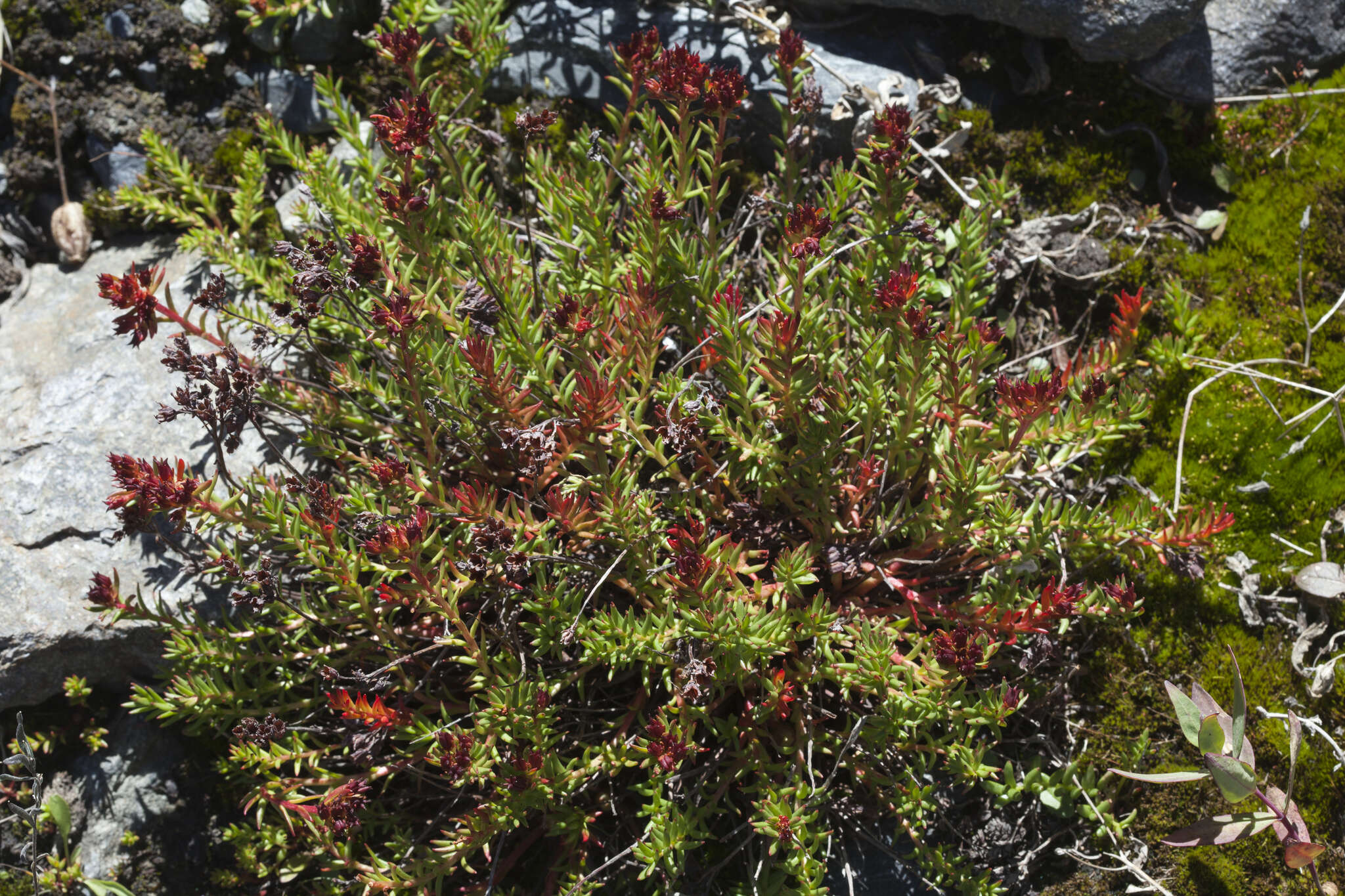 Image of Rhodiola quadrifida (Pallas) Fischer & Meyer