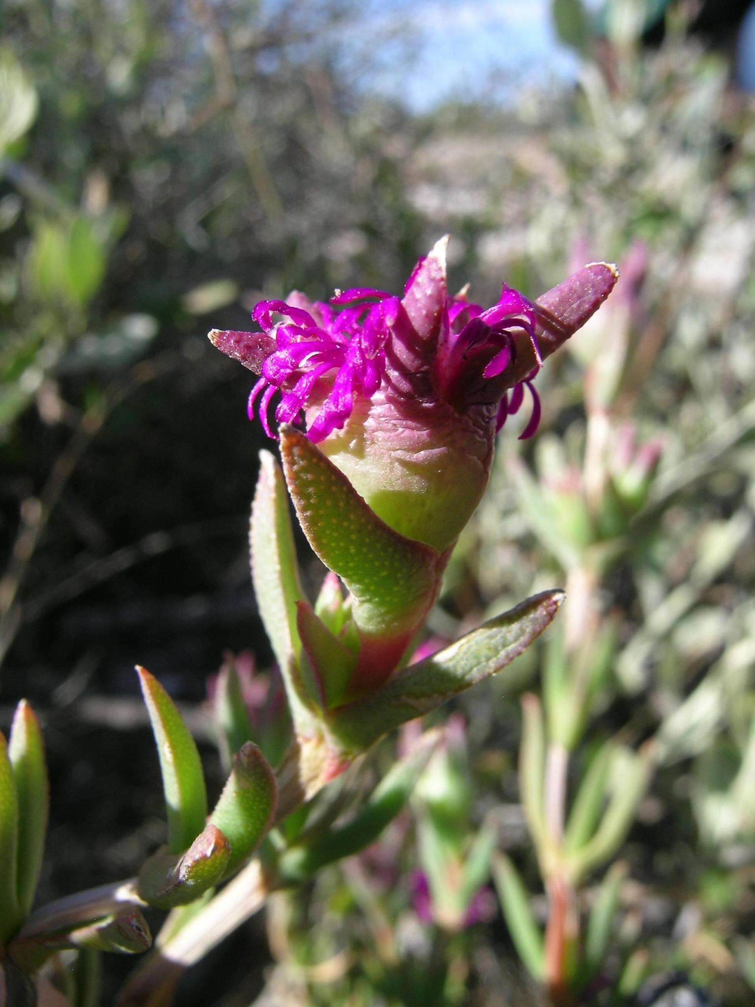 Image of Erepsia brevipetala L. Bol.