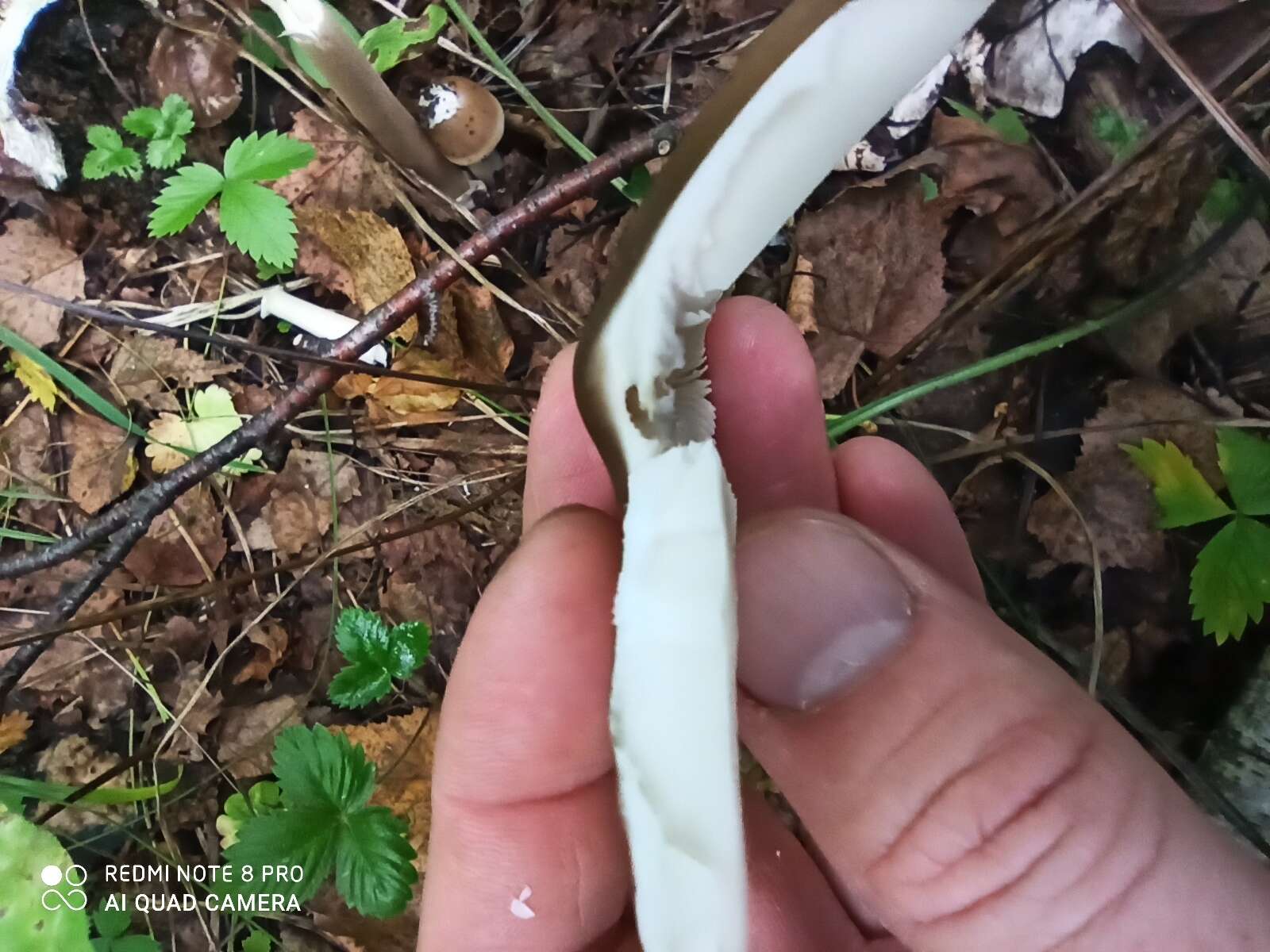 Image of Umber-zoned ringless amanita