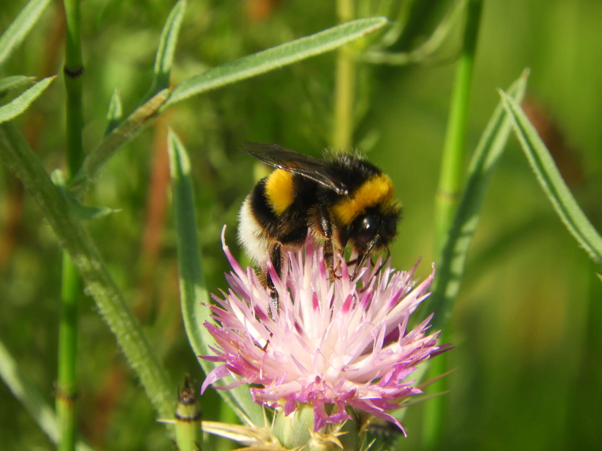 Image of Bombus magnus Vogt 1911