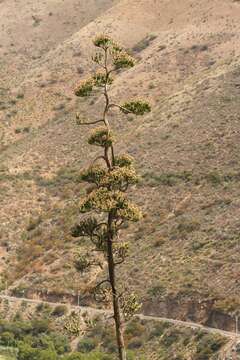 Image of American century plant