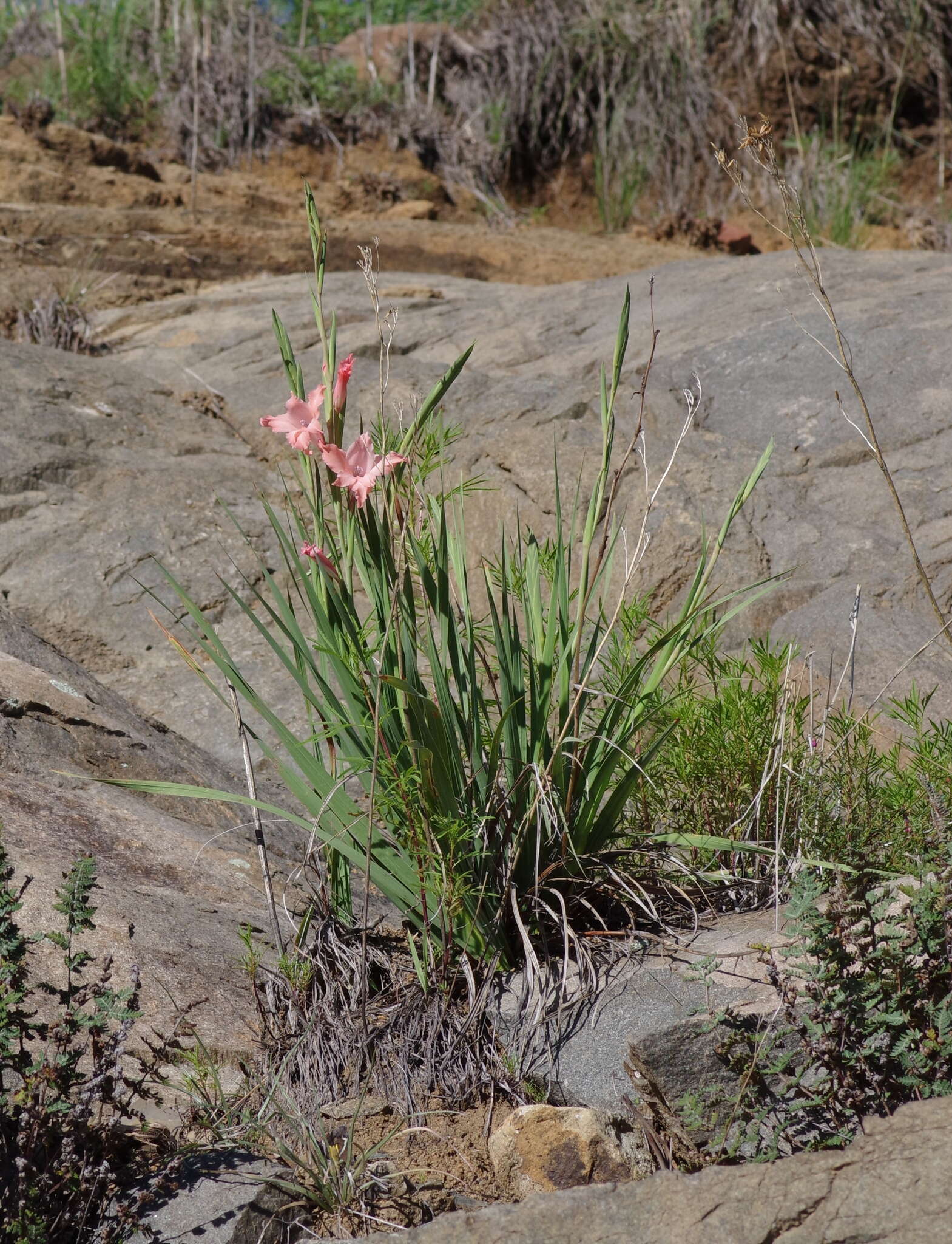 Image of Gladiolus oppositiflorus Herb.