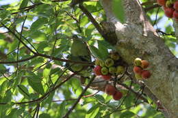 Image of Thick-billed Green Pigeon