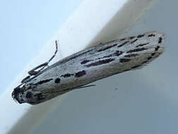 Image of Gray Ethmia