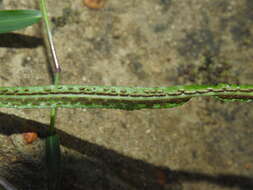 Image of Asplenium attenuatum R. Br.