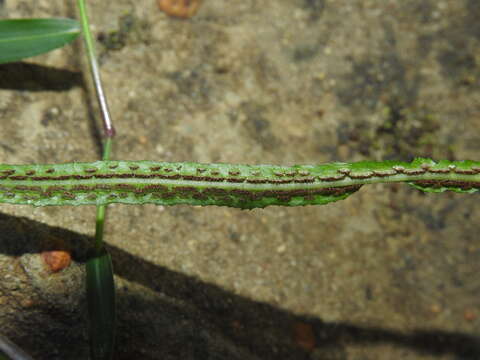 Image of Asplenium attenuatum R. Br.