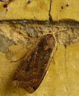 Image of Large Yellow Underwing