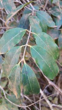 Image of Landolphia myrtifolia (Poir.) Markgr.