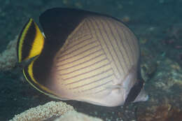 Image of Black-finned Vagabond