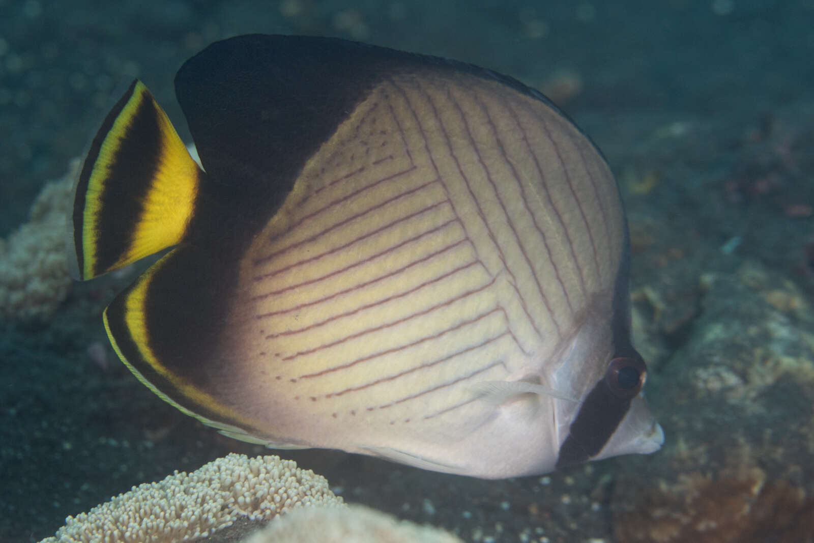 Image of Black-finned Vagabond