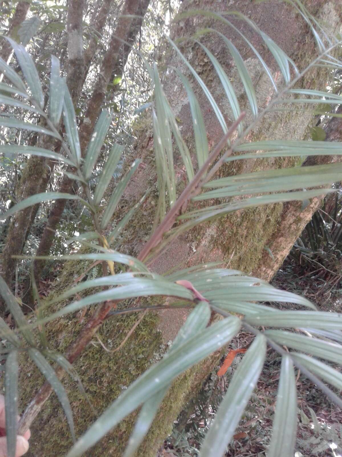 Image of Dypsis heterophylla Baker