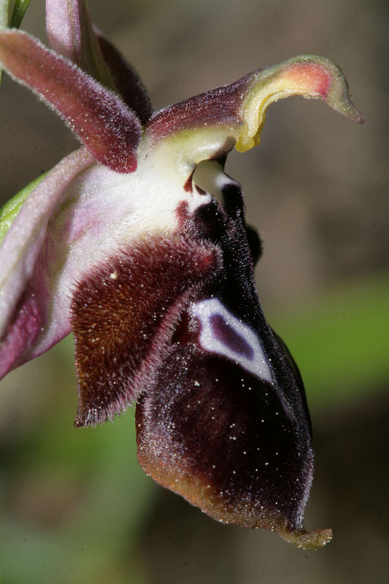 Image of Ophrys reinholdii subsp. reinholdii