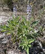 Image of sky-blue lupine