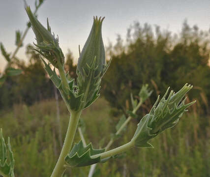 Image of bractless blazingstar