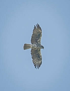 Image of Ayres's Hawk Eagle