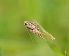 Image of Philobota latifissella Walker 1864