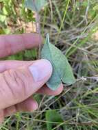 Image of Catesby's false bindweed