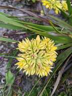 Image of Conostylis aculeata R. Br.