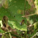 Imagem de Colletes americanus Cresson 1868