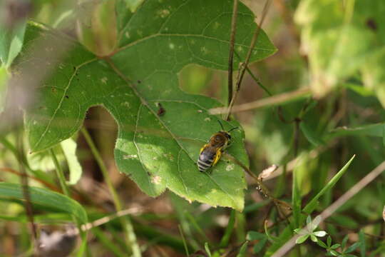 Image de Colletes americanus Cresson 1868