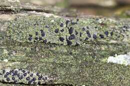 Image of trapeliopsis lichen