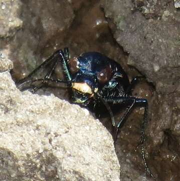 Image of Cicindela (Cicindelidia) nigrocoerulea Le Conte 1846