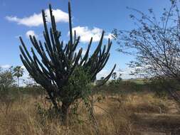 Imagem de Pilosocereus catingicola (Gürke) Byles & G. D. Rowley