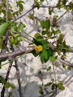 Plancia ëd Dalechampia chlorocephala Denis