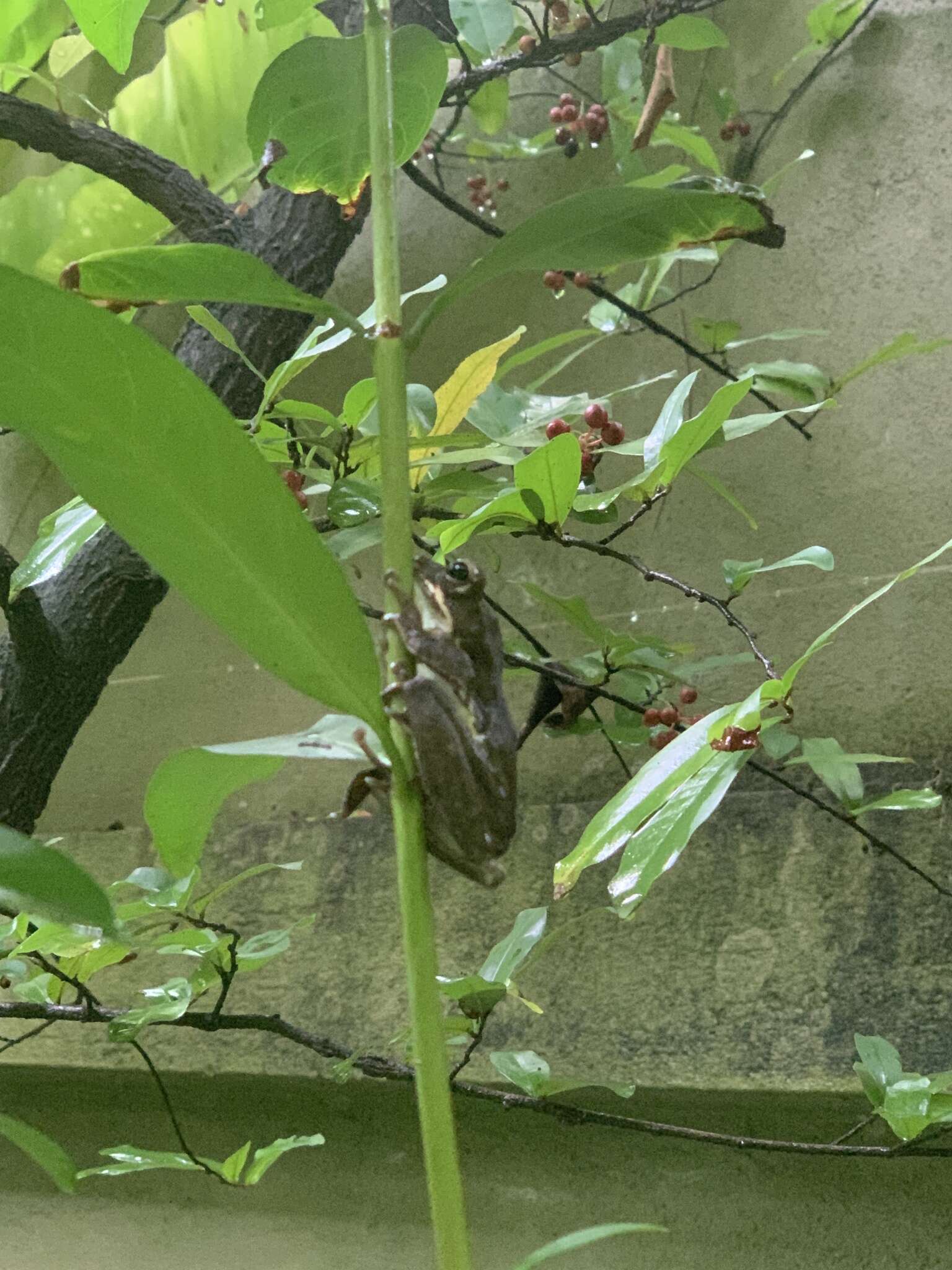 Image of Sri Lanka whipping frog