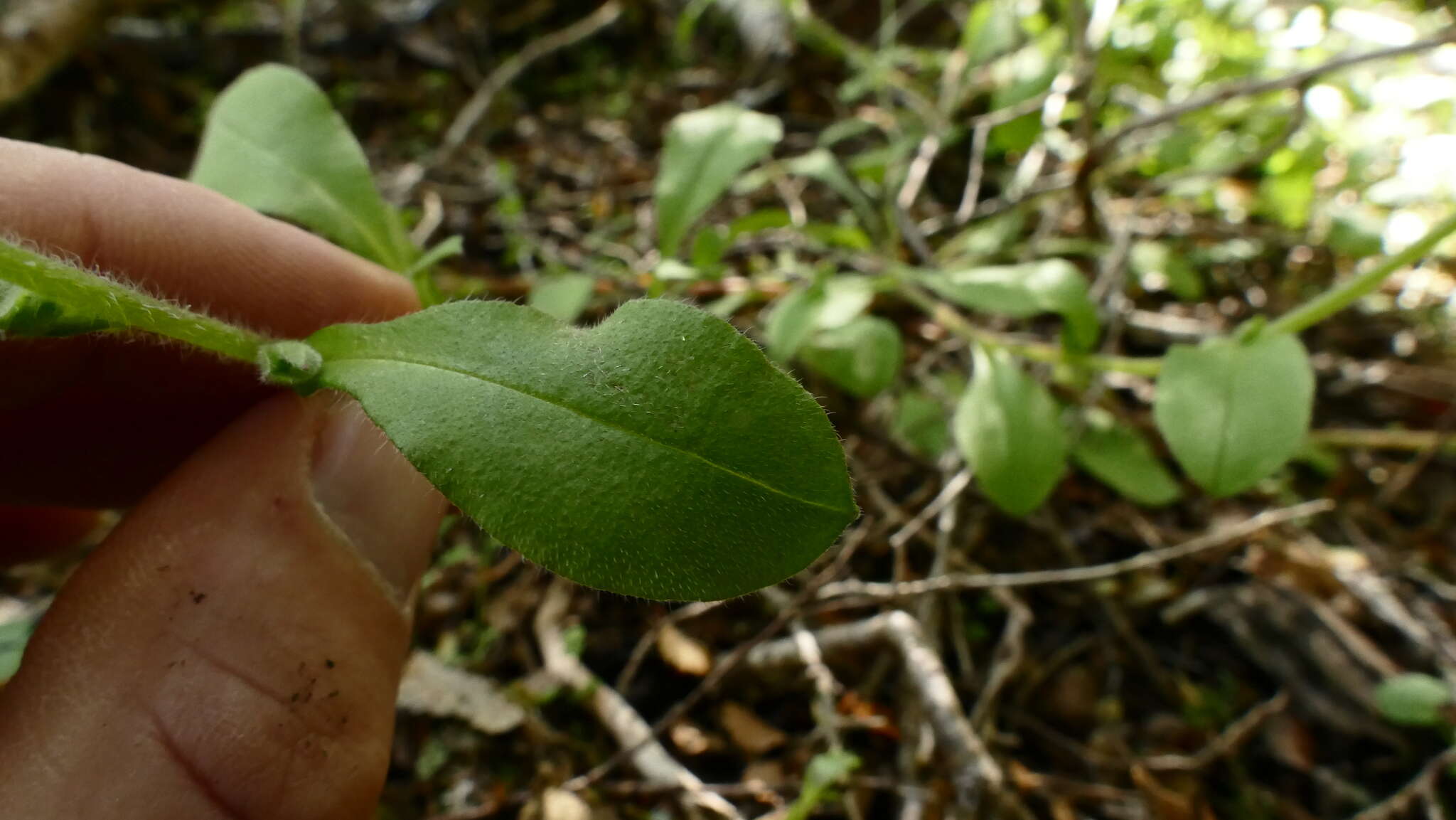 Image of Myosotis australis R. Br.