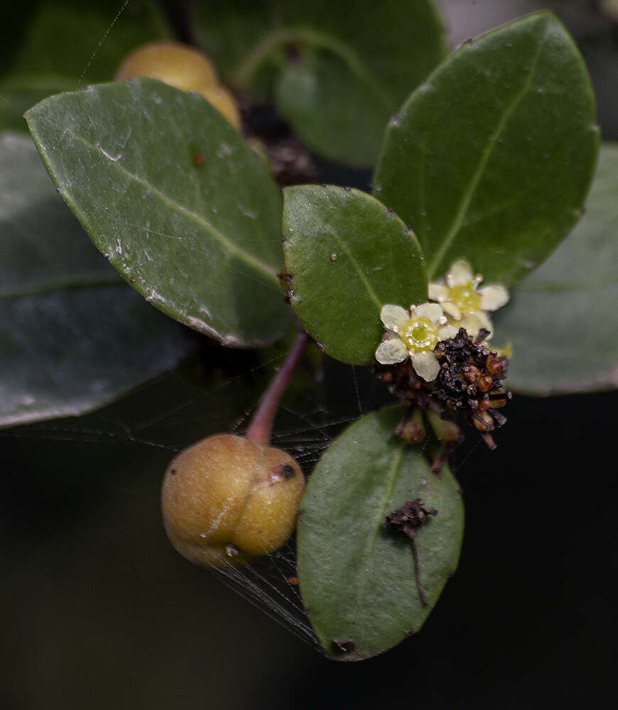 Image of Gymnosporia procumbens (L. fil.) Loes.