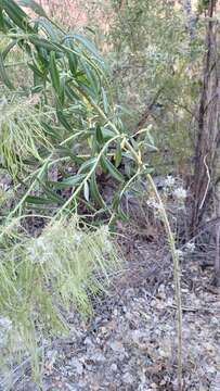 Imagem de Thelypodium integrifolium subsp. longicarpum Al-Shehbaz