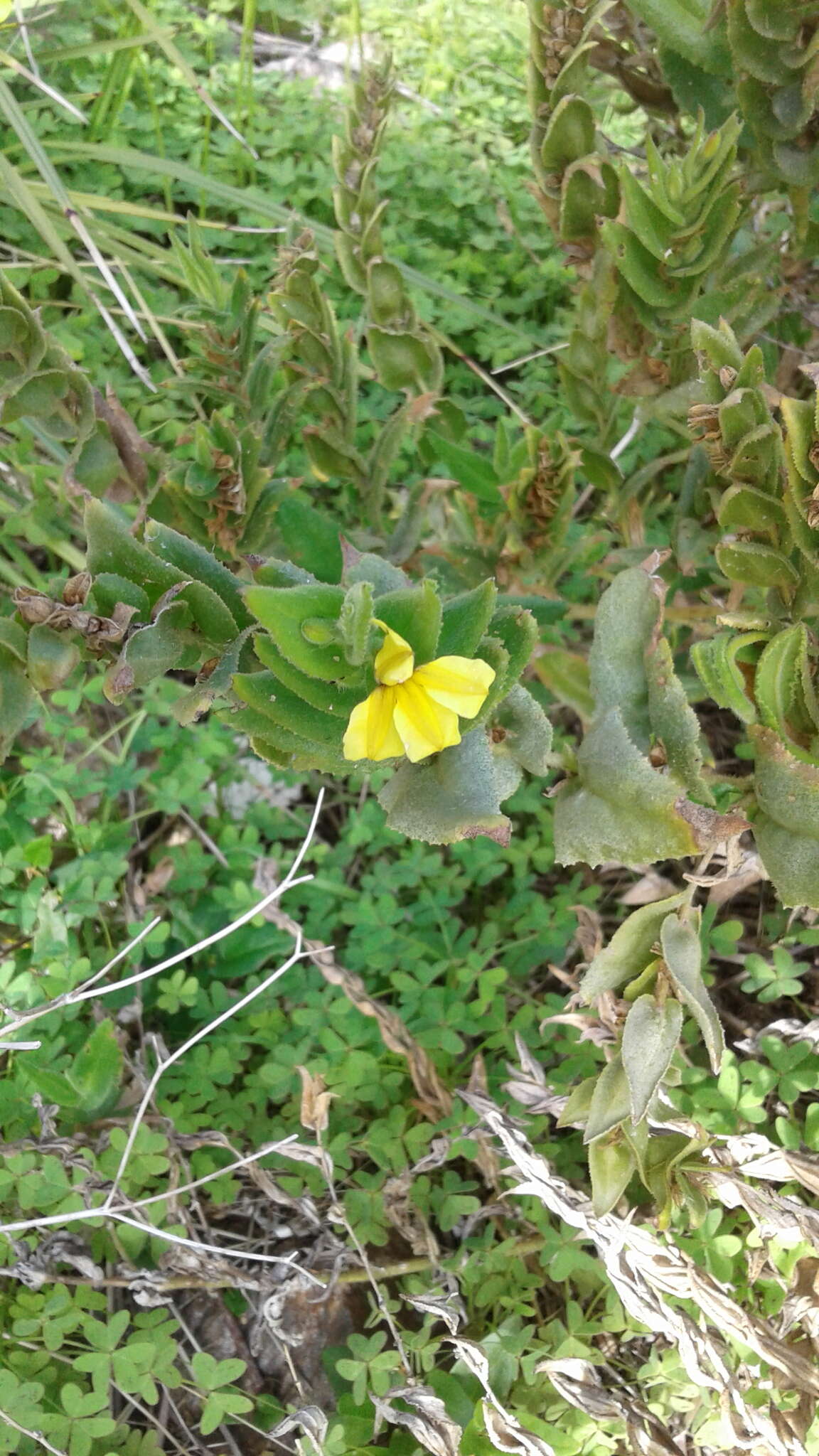 Image of Goodenia amplexans F. Müll.