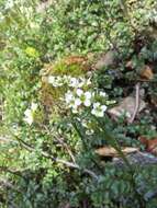 Слика од Cardamine amara L.