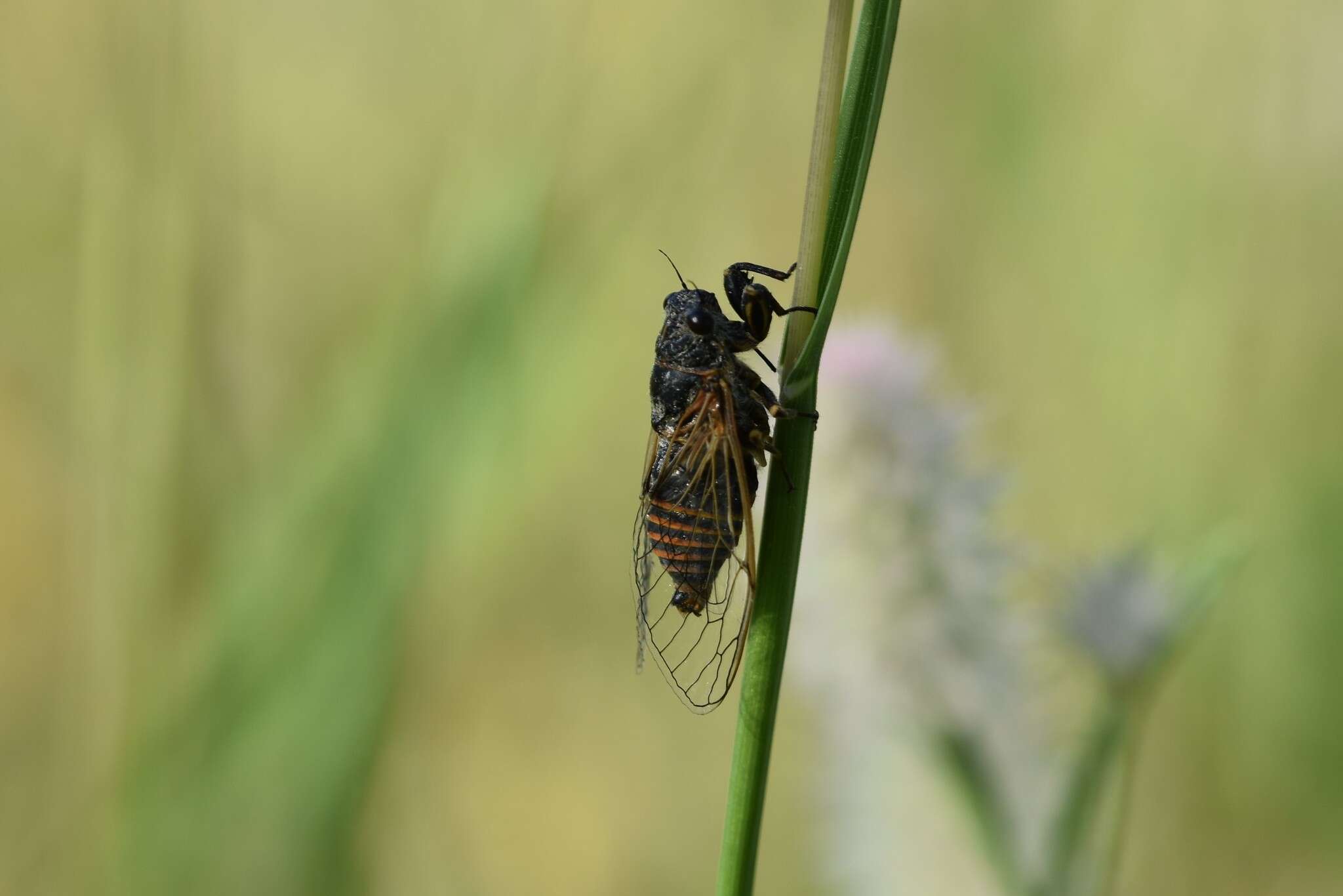 Sivun Oligoglena tibialis (Panzer 1798) kuva