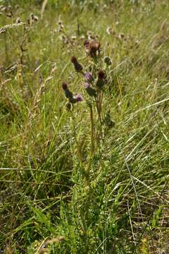 Image of Vasey's thistle