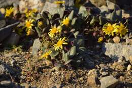 Image of Colorado ragwort